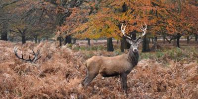 Red deer in a autumnal forest in the UK