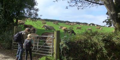 Father and daughter looking at roskilly jersey cows