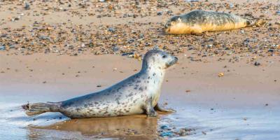 Seals on beach at Blakeney Point Norfolk England UK