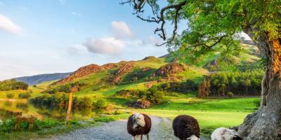 Group of three black and white sheep under a tree with rolling hills in the background