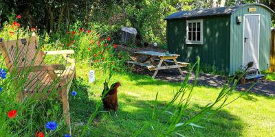 Chicken roaming on grass with a green wooden hut in the background