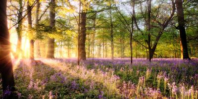 Sunrays shining over a vast woodland with bluebells