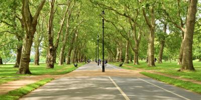 Wide path lined with green trees