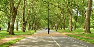 Long path lined with leafy trees