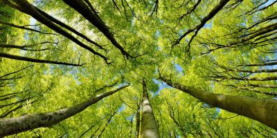 View of looking up through trees