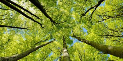 View of looking up through trees