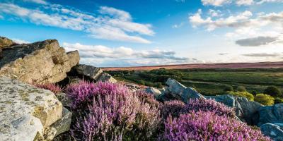 View over an open area of countryside with grass, boulders and lavender bushes