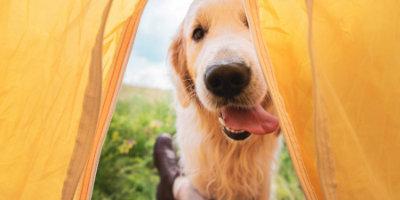 Dog camping in the countryside 