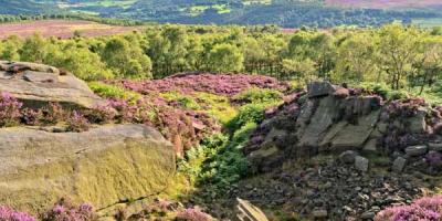 Field in Derbyshire with heather