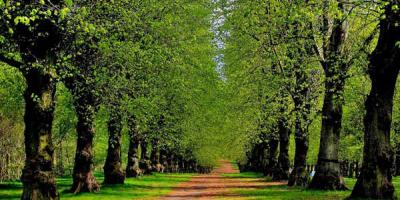 Sherwood forest in late summer