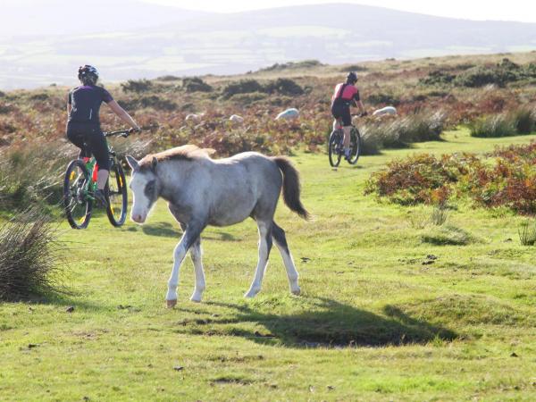 Mountain Biking in Conwy