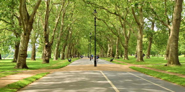 Tree lined path in Hyde Park London